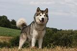 ALASKAN MALAMUTE 699